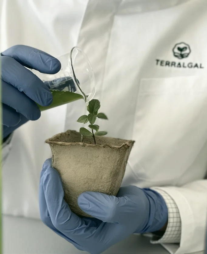 Terralgal organic microalgae biostimulant applied to a seedling